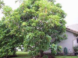 Fruiting plant