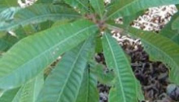 Credit: Trade winds fruit nursery Leaf habit