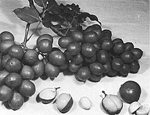Credit: J. Morton, Fruits of Warm Climates Fig. 75: The mamoncillo (Melicoccus bijugatus), with its large seeds and thin layer of adhering flesh, provides little but juice.