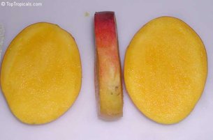Credit: © Top Tropicals three pieces, having cut both sides of the flat seed