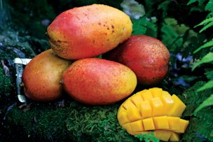 Credit: Richard Campbell Uncommon mangos