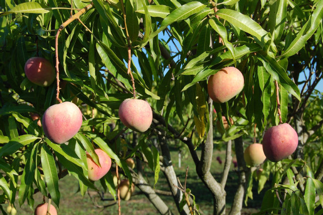 Credit: N. Ledesma, Fairchild Tropical Botanical Garden Mature mangos mean summertime is here.