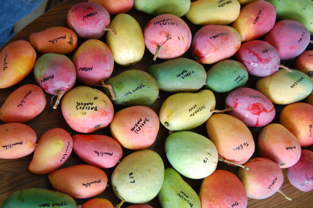 Credit: N. Ledesma, Fairchild Tropical Botanical Garden Mango varieties vary greatly in shape, size, color and flavor.