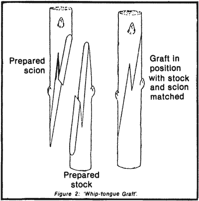 Credit: Queensland Fruit and Vegetable News, January, 1983 Fig. 2 'Whip-tongue Graft'