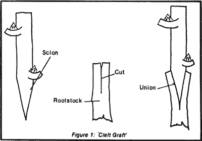 Credit: Queensland Fruit and Vegetable News, January, 1983 Fig. 1 'Cleft Graft'