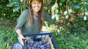 Credti: Fairchild Tropical Botanic Garden Noris Ledesma, curator of tropical fruit at Fairchild Tropical Botanic Garden, with Kastoorees, known as the blue mango