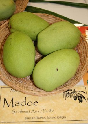 Credit: Noris Ledesma The Mango Madu (Mangifera lalajiwa) is originally from Indonesia.