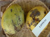 'Lippens'