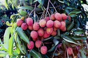 Credit: Bill Mee and Krystal Folino Mauritius Lychee Cluster