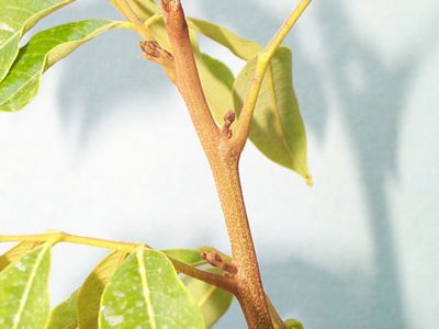 Credit: Ian Maguire - Tropical Fruit Photography, TREC Picture of Emerging Bud