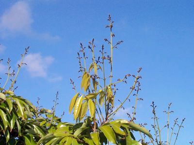Credit: Ian Maguire - Tropical Fruit Photography, TREC Mauritius Early Flower Panicle Emerging from Terminal Branch