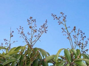 Credit: © Ian Maguire UF/IFAS/TREC Early Flower Panicle