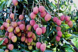 Credit: Bill Mee and Krystal Folino Close-up of Ripe Mauritius Lychees