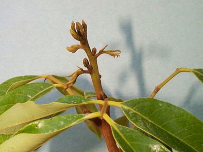 Credit: Ian Maguire - Tropical Fruit Photography, TREC 'Mauritius' Terminal Bud Break Showing Signs of Differentiation