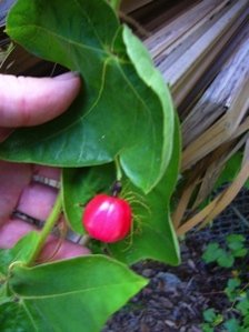 Credit: © Green Deane, Eat The Weeds and other things, too Passiflora foetida