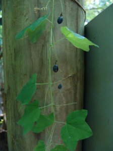 Credit: © Green Deane, Eat The Weeds and other things, too Passiflora lutea