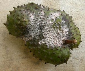 Mealybug infestation on soursop