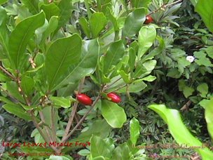 Credit: © 2003 Bob G. CannonII, Quisqualis Large Leaved Miracle Fruit