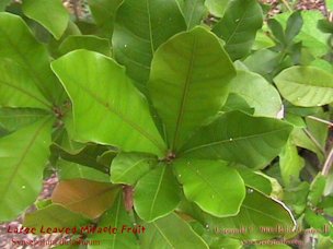 Credit: © 2003 Bob G. CannonII, Quisqualis Leaf habit