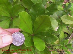 Credit: © 2003 Bob G. CannonII, Quisqualis Large leaved Miracle Fruit