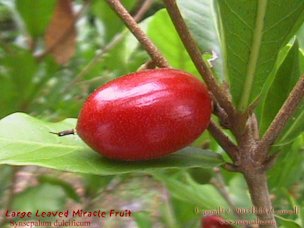 Credit: © 2003 Bob G. CannonII, Quisqualis Fruit