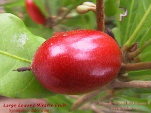 Credit: © 2003 Bob G. CannonII, Quisqualis Fruit close-up