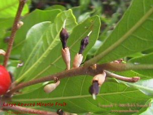 Credit: © 2003 Bob G. CannonII, Quisqualis Miracle fruit