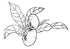 Credit: © Copyright 1996-2001, California Rare Fruit Growers, Inc. Black and white sketch of the miracle fruit