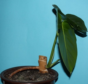 New growth on small stem cutting