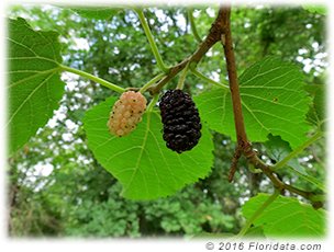 Credit: © 2016 Floridata.com The purple mulberry is ripe and ready to eat, the white one will be ready in a week or two.