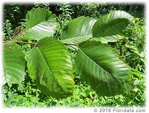 Credit: © 2016 Floridata.com The red mulberry tree has leaves with pointed tips, slightly heart shaped bases and toothed margins. Most tree have at least a few tri-lobed or mitten shaped leaves as well.
