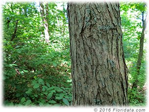 Credit: © 2016 Floridata.com Infusions of red mulberry bark are used in traditional medicine to treat a number of conditions.