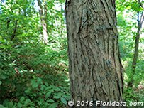 Credit: © 2016 Floridata.com Trunk and bark of a mature red mulberry tree