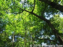 Credit: © 2016 Floridata.com The trunk of this red mulberry tree curves to reach a sunny patch in the forest canopy.