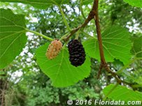 Credit: © 2016 Floridata.com A ripe purple mulberry is ready to pick, while the immature fruit has a week or so before it's ready to eat..