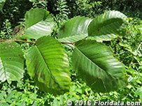 Credit: © 2016 Floridata.com Red mulberry leaves