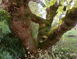 Credit: © Arthur Lee Jacobson A Seattle back-yard Black Mulberry dating from the early 1950s (2008)