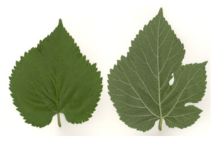 Credit: © Arthur Lee Jacobson Black Mulberry Leaves