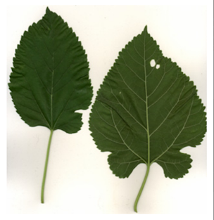 Credit: © Arthur Lee Jacobson White Mulberry Leaves