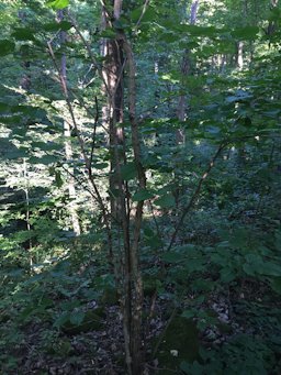 Red Mulberry Morus rubra