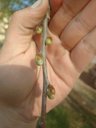 White mulberry