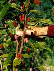 Credit: © Copyright 1996, California Rare Fruit Growers, Inc. Mulberry