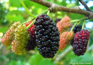 Credit: © Green Deane, eattheweeds.com Ripening “red” mulberries