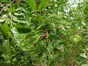 Credit: Fairchild Tropical Botanic Garden Mulberry tree with fruit