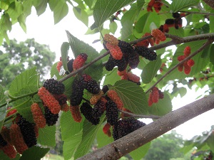 Credit: Brandy Cowley Gilbert, justfruitsandexotics.com Ripe and unripe fruit