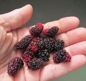 Credit: Brandy Cowley Gilbert, justfruitsandexotics.com Ho’O Mulberry – Bizarre shaped Leaves! Fruits Too!