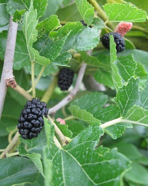 Credit: Brandy Cowley Gilbert, justfruitsandexotics.com Pandora’s Box Weeping Mulberry – Funky Tree and That Fruit Too!