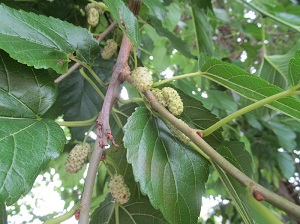 Credit: Brandy Cowley Gilbert, justfruitsandexotics.com Ranger Ken’s Mulberry – Sweet White Mulberries!