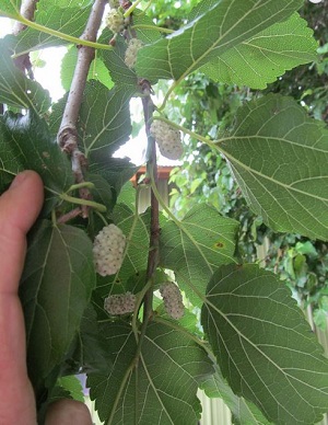 Credit: Brandy Cowley Gilbert, justfruitsandexotics.com Ranger Ken’s Mulberry – Sweet White Mulberries!