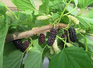 Credit: Brandy Cowley Gilbert, justfruitsandexotics.com Silk Hope Mulberry – Yummy and Prolific!